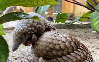 Rescued pangolins bought off a wildlife seller in Lagos, Nigeria in 2020.Credit...Seun Sanni/Reuters
