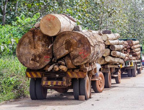 Nigeria’s Forests Are Disappearing at Speed, Fueling Conflict, Crime and Climate Risk