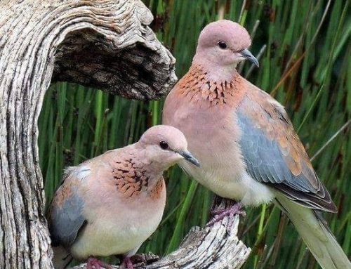 Urban Growth Reshapes Bird Health and Parasite Patterns Across Nigeria